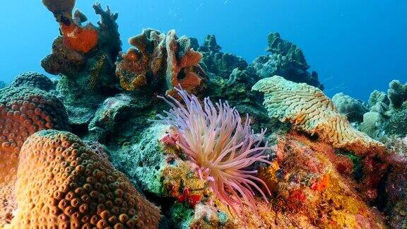 海景与海葵在珊瑚礁的加勒比海