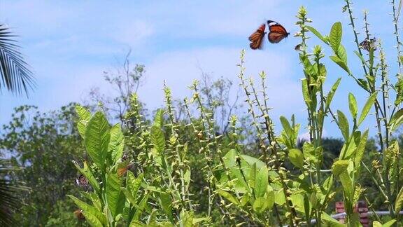 两只帝王蝶围绕在植物周围