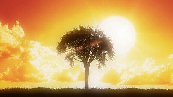 日落时的剪影树