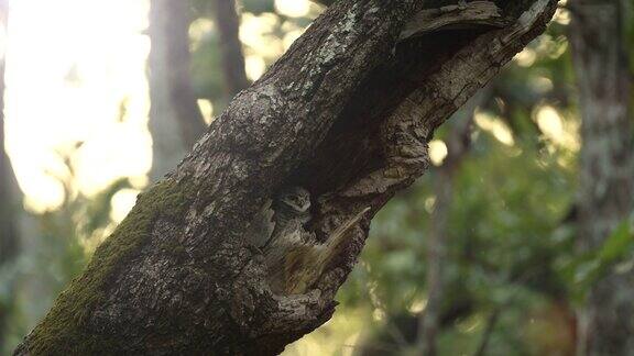 这是大自然中带项圈的小猫头鹰野生动物的真实场景