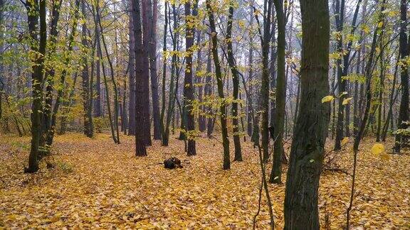 秋天森林背景运动凸轮
