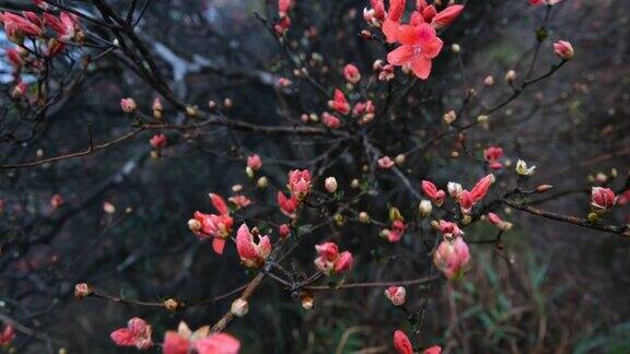 杜鹃花在山上盛开