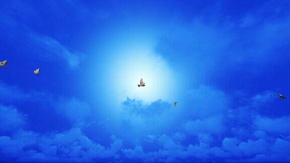 白色的鸽子在蓝天的映衬下慢镜头地飞翔