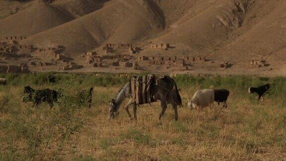 阿富汗萨芒干田野里的驴子