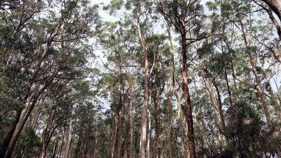 澳大利亚的桉树