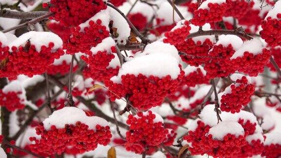 白雪覆盖的红色花丛中雪