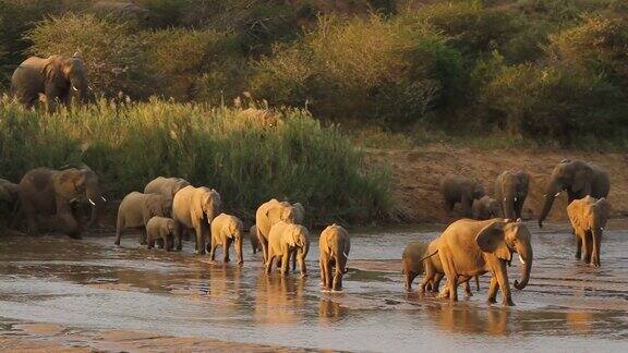 大象正在过河