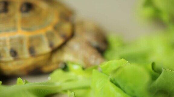 乌龟吃绿叶沙拉的叶子