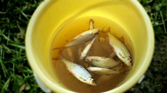 黄色桶里的新鲜小鱼渔夫捉到了几条小鱼