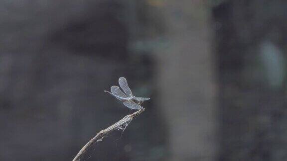 灰色蜻蜓栖息在树枝上