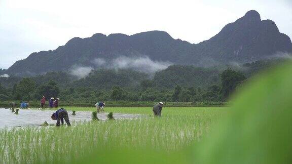 农民在稻田里工作