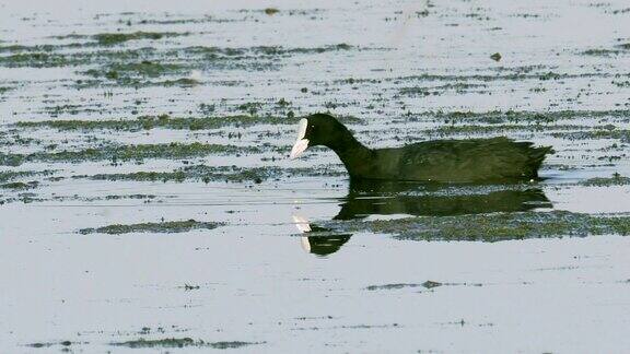 一只白骨顶鸟在湖里游泳寻找可食用的藻类吃藻类并喂养它的雏鸟