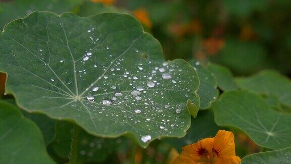 雨滴与绿叶