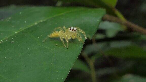๋热带雨林中的跳蜘蛛