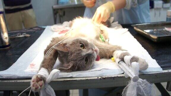 麻醉下的猫躺在手术台上