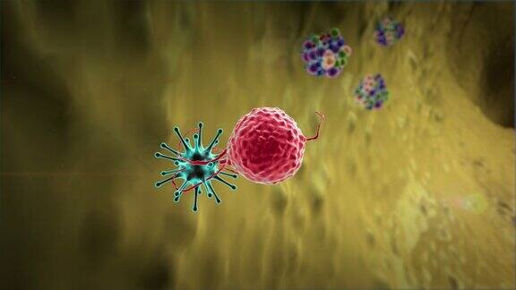 淋巴细胞对病毒