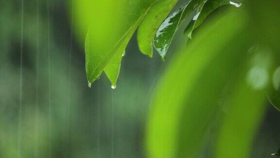 雨落在绿叶上