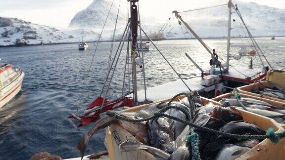 北冰洋的鳕鱼捕鱼业:装满鱼的渔船