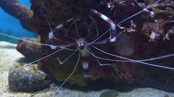 珊瑚礁中的钩嘴虾