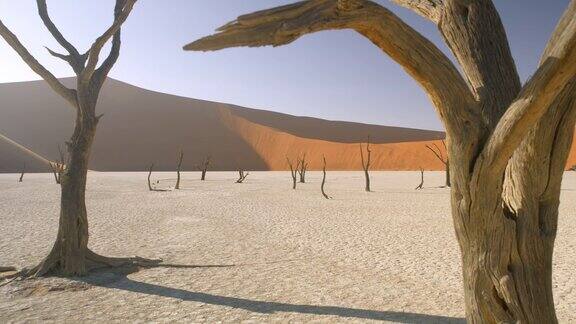 非洲纳米比亚在阳光明媚的白色粘土盘上的沙丘上宁静的死雷树