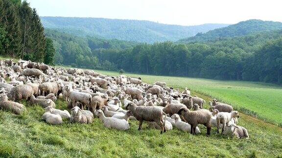 牧场上的一群羊