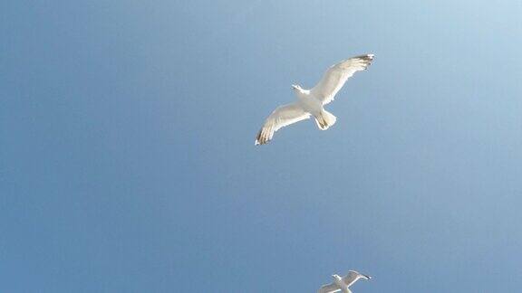 雄伟的海鸥在天空中飞翔