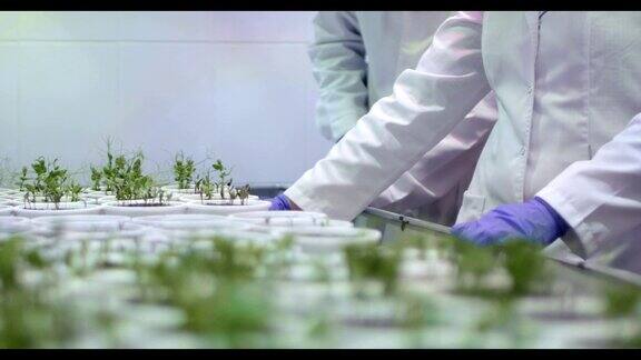实验室的助手们正在研究植物