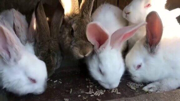 农场里一群正在吃东西的白兔