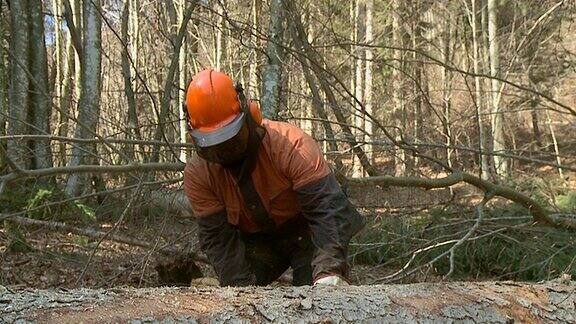 高清慢镜头:伐木工砍伐树干