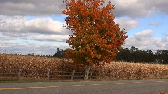 秋天的树和玉米地