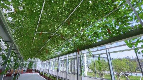 在美丽的现代园艺温室中种植蔬菜新型农业技术