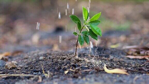 慢镜头浇灌生长在土壤中的幼苗环境理念