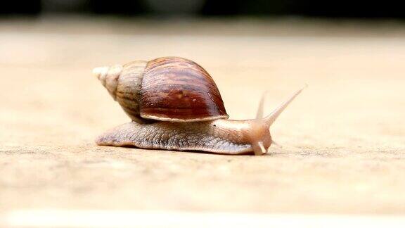 靠近一只棕色蜗牛慢慢地走着或在小水滴下向前移动分辨率为4KDci