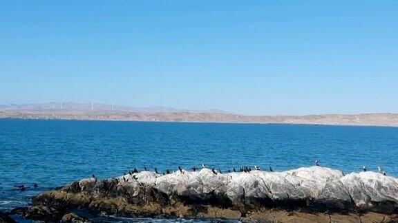 一大群海鸟在海洋的一块岩石上