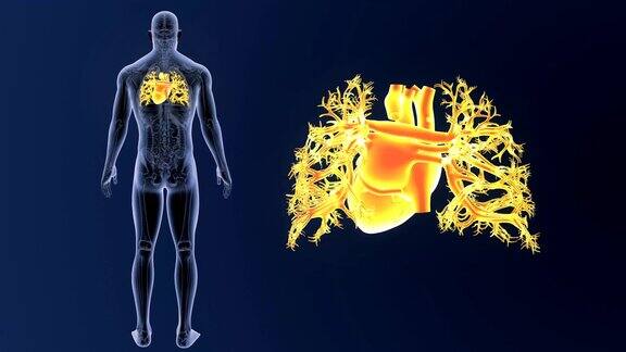 人体心脏与解剖学一起放大