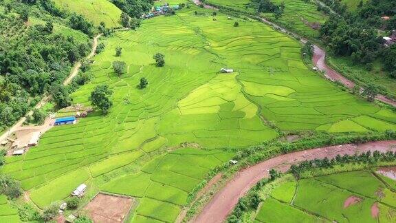 鸟瞰图农业在稻田耕作