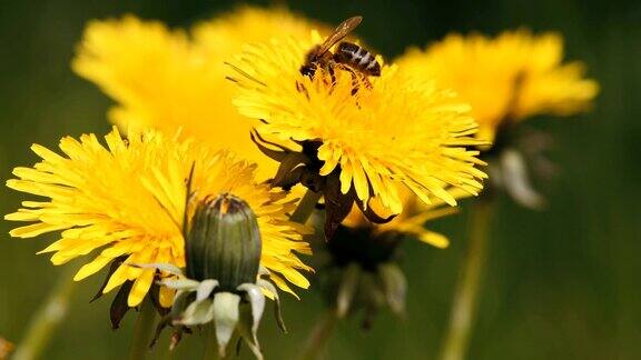 蜜蜂在黄色的蒲公英上采集花粉