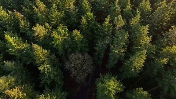 无人机拍摄下的针叶林