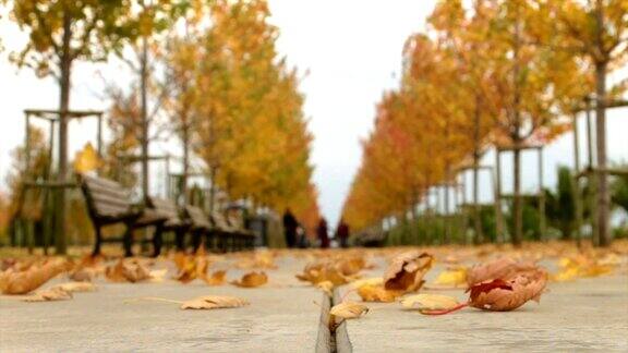 秋天马尔泰佩公园的树叶纷纷飘落