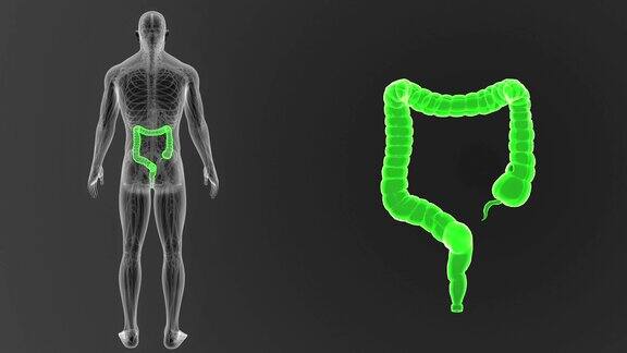 大肠有循环系统