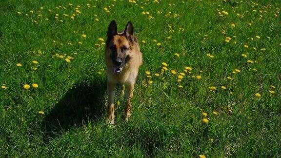 在温暖的夏日一只德国牧羊犬微笑着走在长满黄色蒲公英的田野上狗在春花丛中世界动物日或国际动物权益日