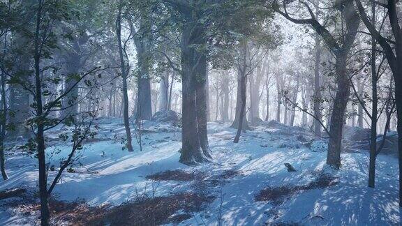 阴森的冬季森林被雾覆盖的景观