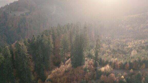 秋季在山区针叶林和落叶林无人机的观点