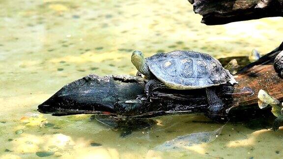 池塘中木头上的桂枝龟