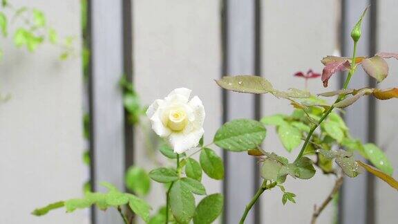 美丽的黄色玫瑰户外花园在早晨