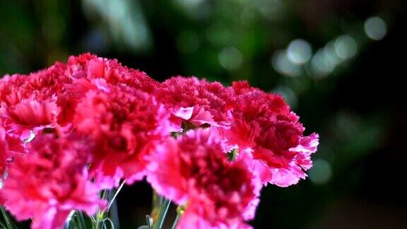 特写花束在光线的照射下旋转花卉组成由亮粉色的土耳其康乃馨在背景许多绿色植物