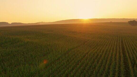 日出时空中的玉米田
