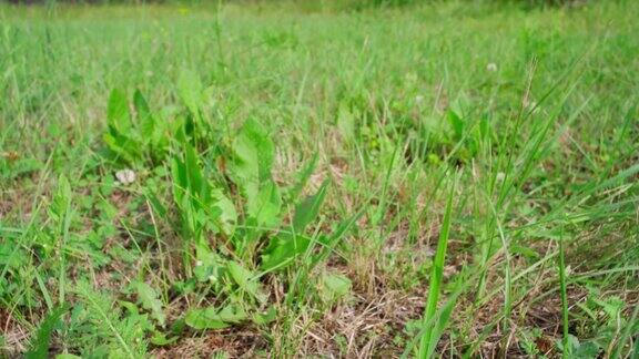 镜头在移动美丽的草地上绿油油的小草夏天多莉拍摄