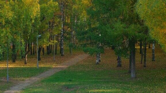 美丽的秋天公园绿色和黄色的树叶和柏油路