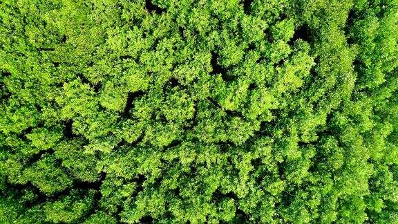 鸟瞰图飞过绿色的森林